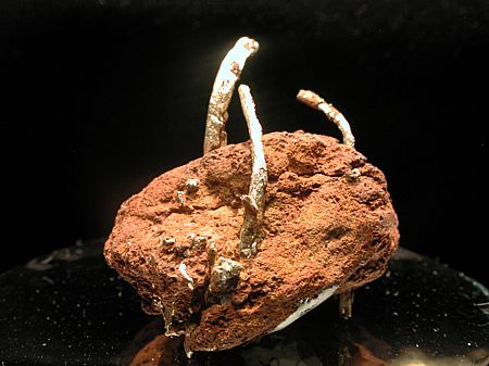 Golddraht auf Limonit| B: 2.5 cm; Leadville, Lake Co., CO, USA. (David Bunk Coll.)