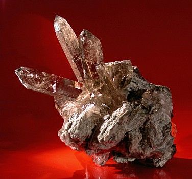 Rauchquarze wie Finger, H: 15cm grösster Quarz 8 cm, Piz Scharboda (GR)