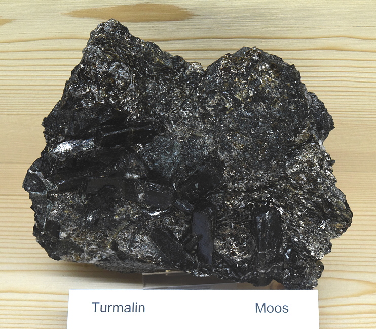 Turmalin (Schörl) | B: 10 cm; F: Moos; Finder: Alexander Trauner 