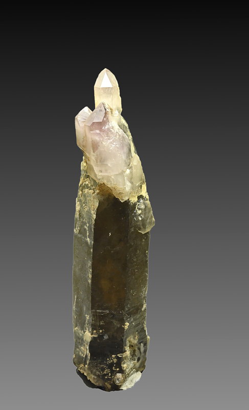 Zepteramethyst auf Rauchquarz | H: 12 cm; F: Schwarzenbach; Sammlung: Kurt Marcher