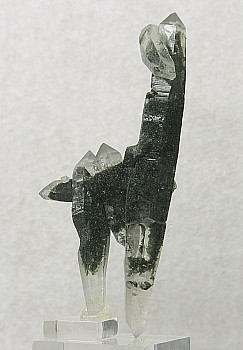 'Giraffe', Quarz mit Chlorit| H: 8cm; Fundort: Stubachtal; Finder: Sepp Papp 