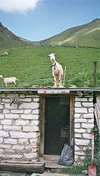 Scharf beobachtet| werden die Strahler beim Vorbeimarsch auf der Alp! 