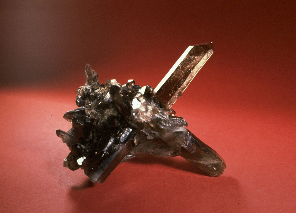 Rauchquarz-Gruppe mit langprismatischen Kristallen, B: 18 cm; F: La Bianca (GR)| Privatsammlung