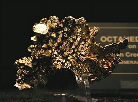 Gold-Oktaeder auf Matrix| B: 5.5 cm; Irish Creek, CA, USA. (Harvard Mineralogical Museum)